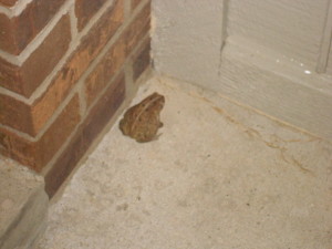 a froggy at our apartment!!