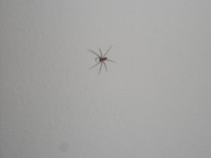 spiders - yuck - Yep, the redneck girl ended up being the one to kill it.  GO BRITTANY!